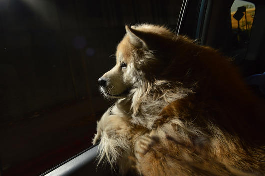 A happy blonde Chow Chow dog sticks his head out the window on a car ride, with the wind blowing his fur.