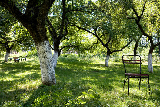 An Old Chair Left Outside In A Grassy Meadow Beneth Apple Trees.