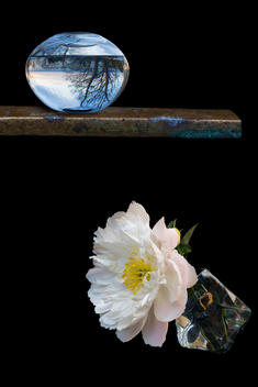 Trees seen through a bowl of water flip upsidedown. The bowl sits on a ledge above a white peony.