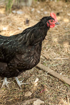 A chicken in a backyard coop in Highland Park.