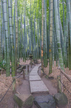 Stone sculptures in bamboo forest