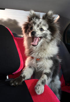 A Silver Merle Pomeranian dog is super happy and excited on a car ride.