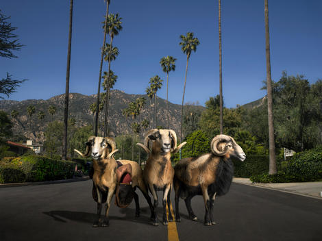 Three rams stand together in the middle of an empty street lined with palm trees