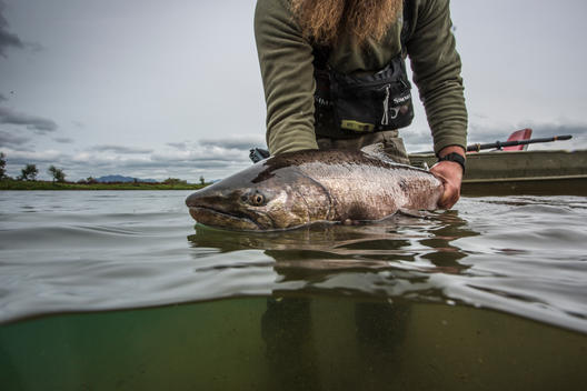 King salmon in Togiak River, Alaska.