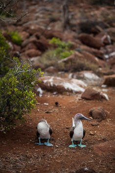 Birds with turquoise feet walking near bush