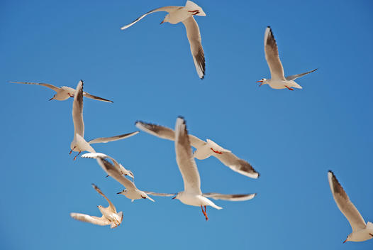 Seagulls flying up against blue sky.