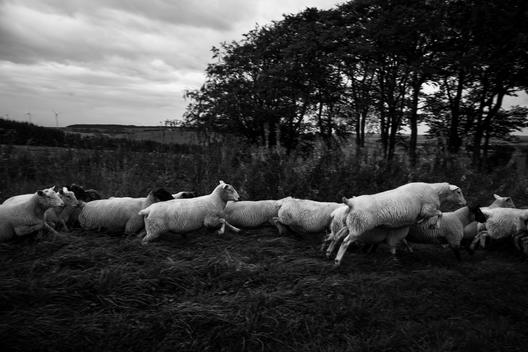 a line of sheep run and jump across the field,