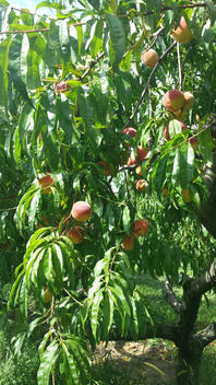 peach trees at u-pick orchard