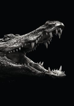 Crocodile portrait from the series \