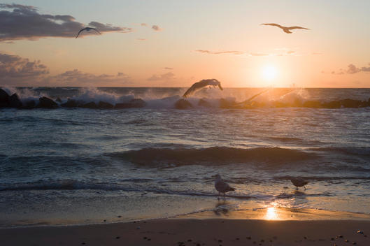 Germany, Mecklenburg Western Pomerania, Seagulls at Baltic Sea