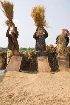 Cambodian farmers harvesting rice grains by beating the rice stalks against wooden boards