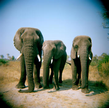 Three Semi-Habituated Elephants That Live In The Heart Of The Okavango, Delta, Jabu, Marula, Thembi.