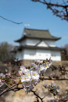cherry blossoms and moat, Osaka Castle