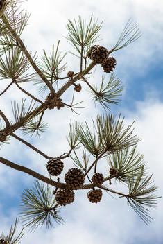 A pine tree with pine cones against a blue sky.