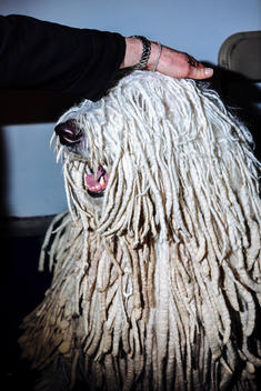 The handler pats the head of a komondor as he waits to go in the show ring to compete for best in breed at the Westminster Kennel Club Dog Show.
