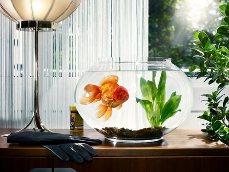 Interior shoot with Goldfish in bowl