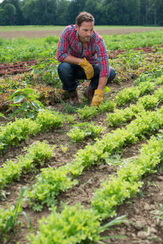 A man in a field of small salad plants growing in furrows.