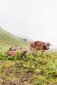 cows standing on meadow in bad weather in alpine landscape in Austria.