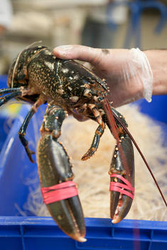 Hand Displaying Fresh Lobster