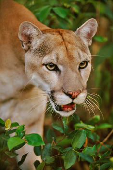 A Cougar, Puma concolor, head and shoulders. Belize