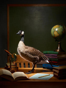 Goose on desk
