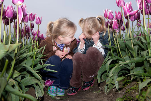 Young twin girls playing peek a boo, in a field of purple tulips