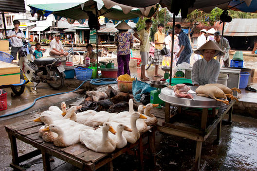 A woman slaughters and dresses ducks in a busy marketplace.