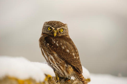 owl in the snow