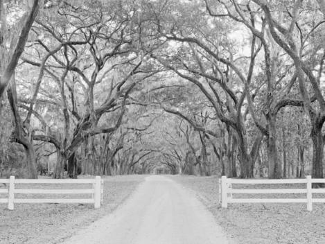 Country Road Under Arch Of Trees