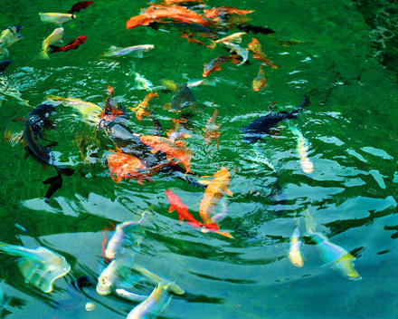 Fish in a pond with ripples on the surface in Bali, Indonesia.