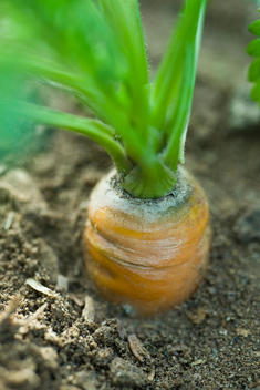 Carrot growing in garden, close-up
