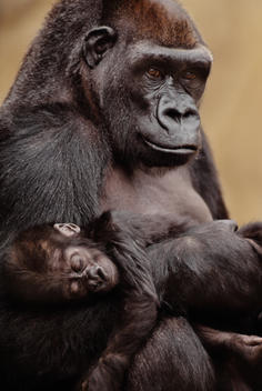 Lowland gorilla mother and baby, Gorilla gorilla, Native to Congo, DRC, Democratic Republic of the Congo