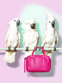 Birds, bag