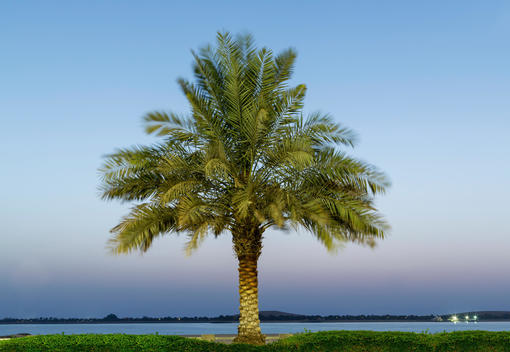 Date palm tree, Adu Dhabi, United Arab Emirates