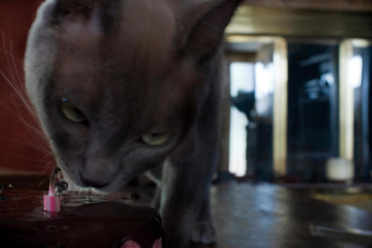 A Grey Burmese House Cat Suspiciously Investigating A Chocolate Birthday Cake.