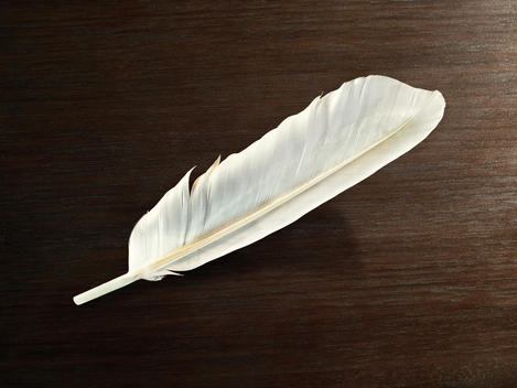 Swan feather on brown wooden table.