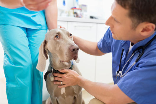 Veterinarians examining dog in vet\'s surgery
