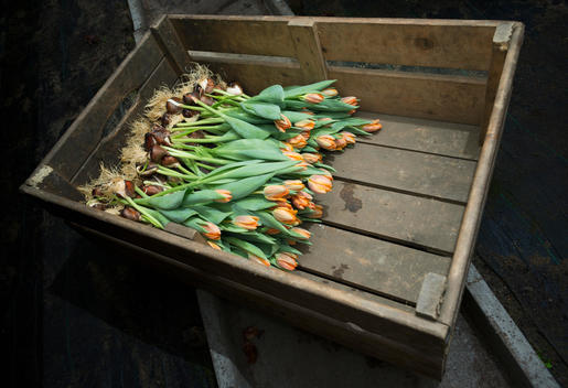 Pink tulips in wooden crate