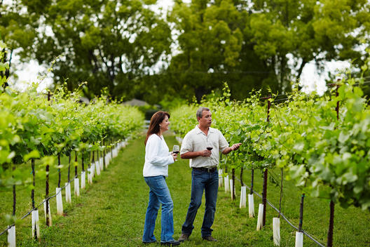 Man and woman with wine discussing vines