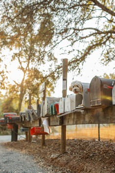 dog standing in mailbox among a row of mailboxes