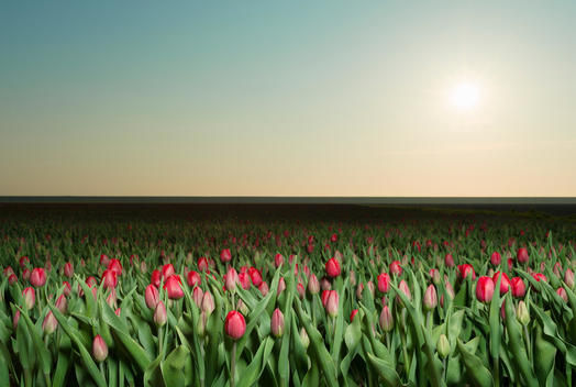 Tulip fields, Espel, Noordoostpolder, Netherlands