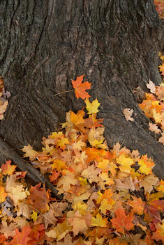 Autumn leaves piled at the base of a tree, Virginia