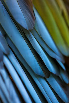 tropical bird feathers