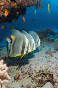 Egypt, Red Sea, Circular batfish (Platax orbicularis)