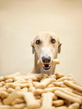 Greyhound By Pile Of Dog Biscuits
