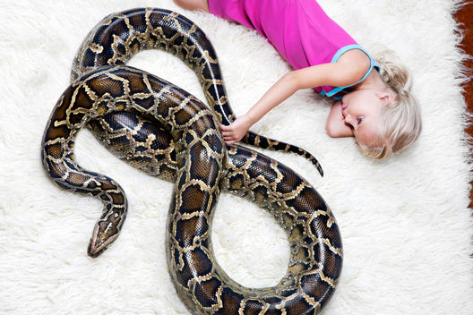Young girl (4-6 years old) playing with ten foot python, close view