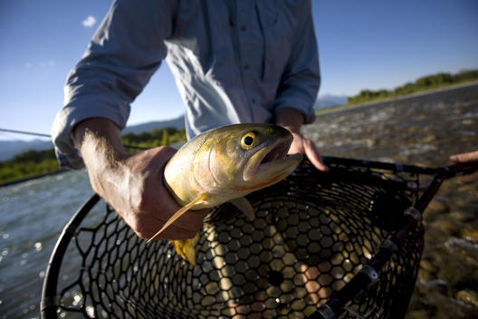 A hand holds a large, colorful trout freshly caught out of the Snake River in Jackson, Wyoming.