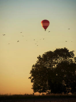 Hot air balloon in evening sky with birds