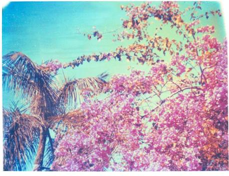 Palm trees and pink flowers in front of a big blue sky