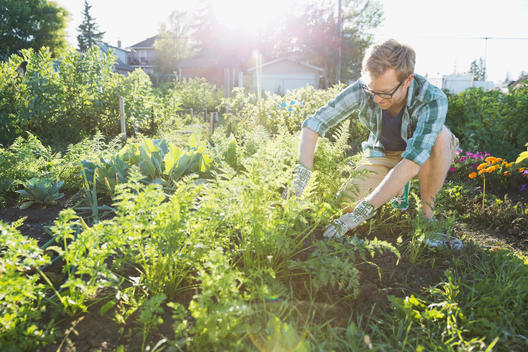 Man harvesting vegetables in community garden
